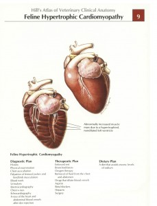 Hypertrofische-cardiomyopathie-kat