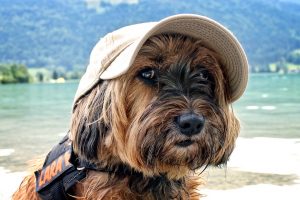 Leishmania-bij-honden-op-vakantie