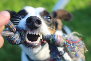 gebit-hond-afgebroken-tand-door-spelen