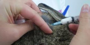 vaccinatie-van-een-konijn