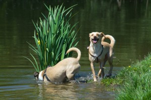 water-hond